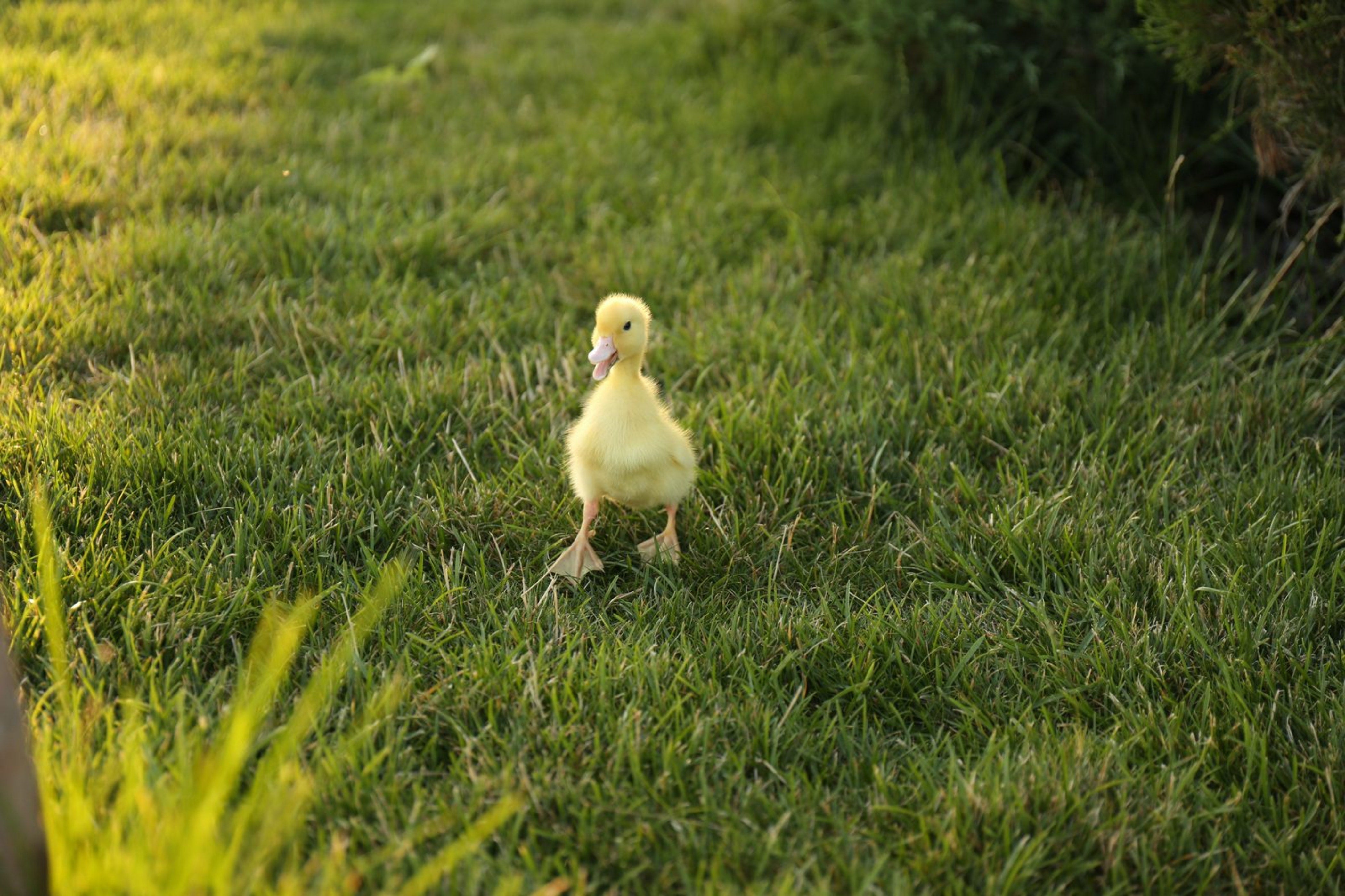 Why Duckling?